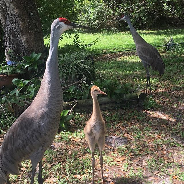 Birding Tour