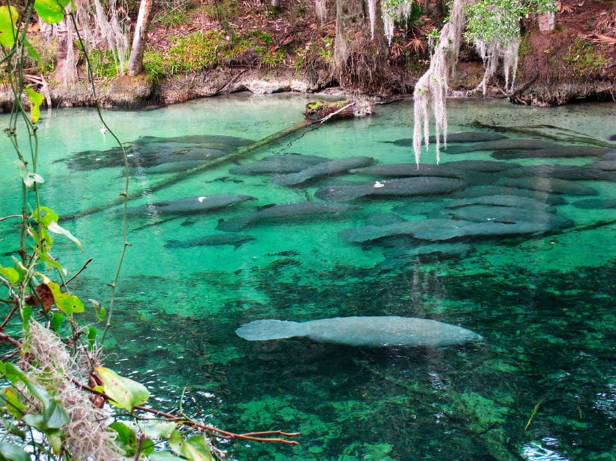 blue spring kayaking