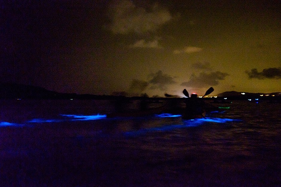 florida bioluminescence fun facts