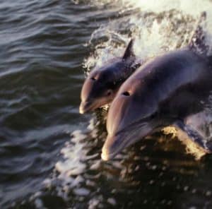 sunset kayaking tour titusville, Florida