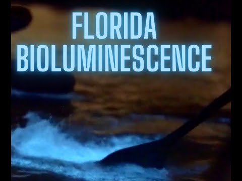 Here's Why Florida Bioluminescence Tours are the Most Magical Thing to Do in Florida Right Now