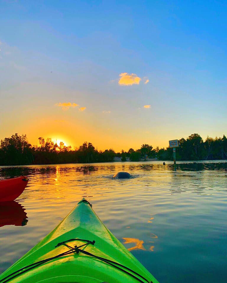 manatee diving at sunset