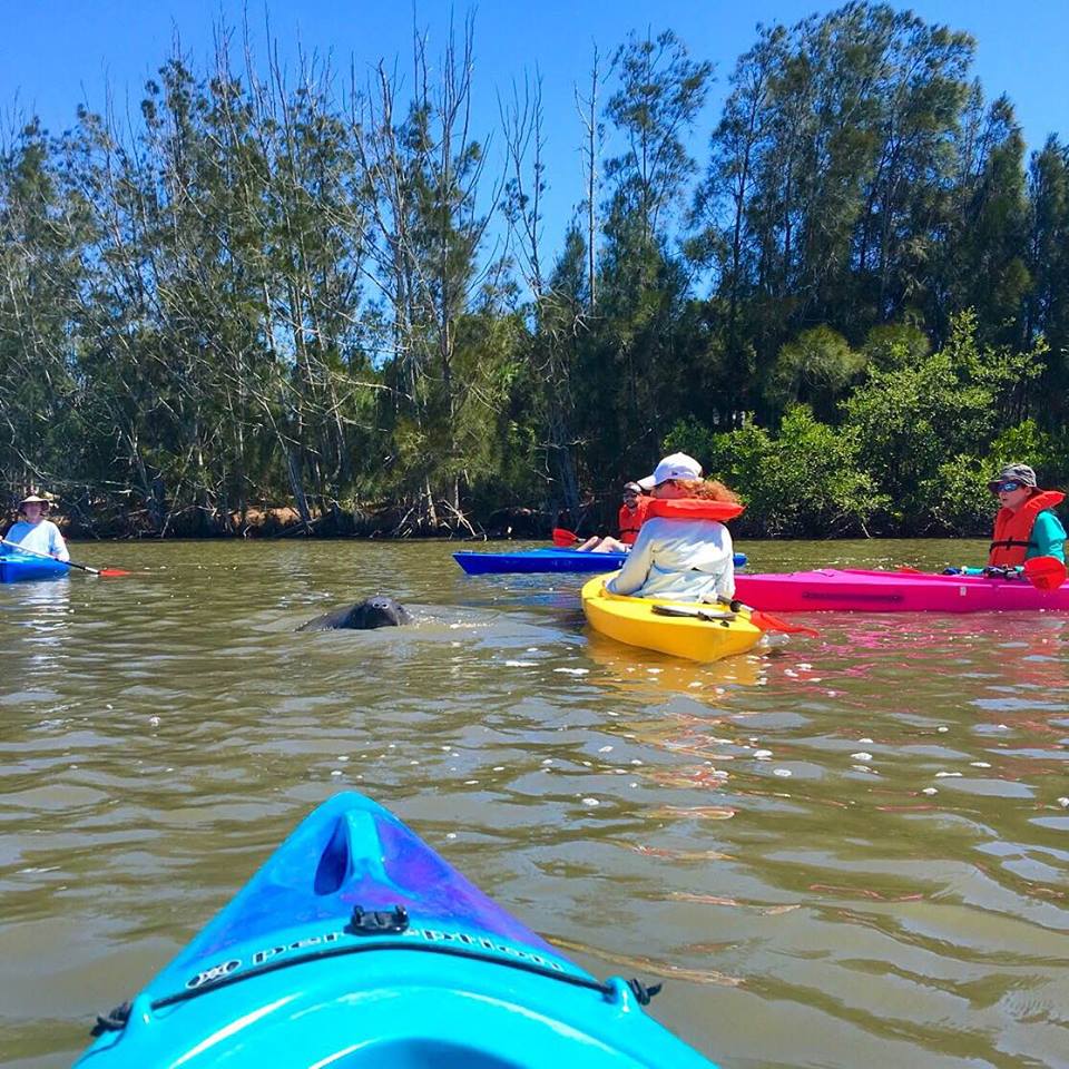 Florida Manatee Tour with BK Adventure