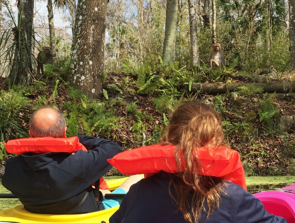 Kayaking Orlando Monkey Tour Silver Springs Florida