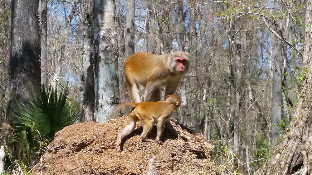 kayaking monkey tour