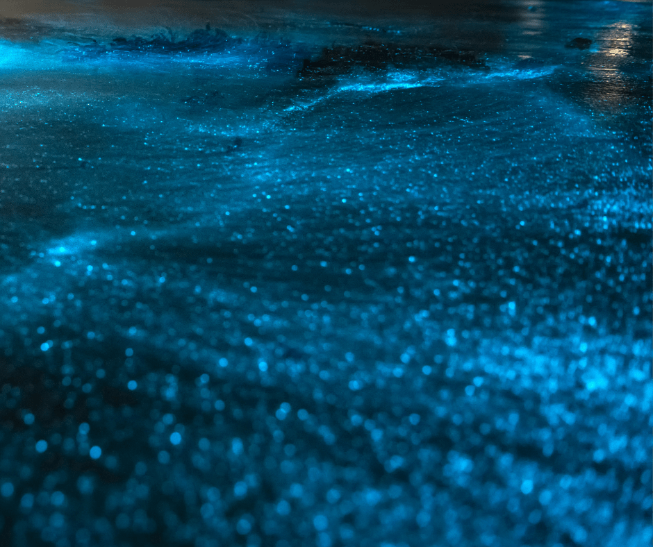 bioluminescent waters